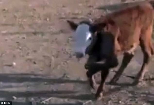 فيديو: عجل يتحوّل الى “مَعلَم دينيّ” في تركيا والسبب