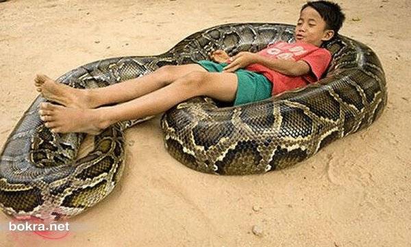 هل حلمت بثعبان من قبل ؟  تفسير هذا الحلم سيصدمك