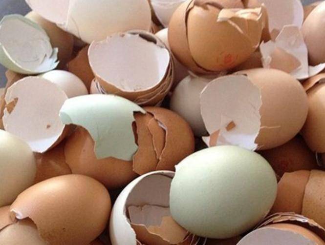 البيضة او التقشيرة؟