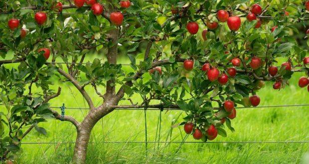 10 فوائد مذهلة للتفاح