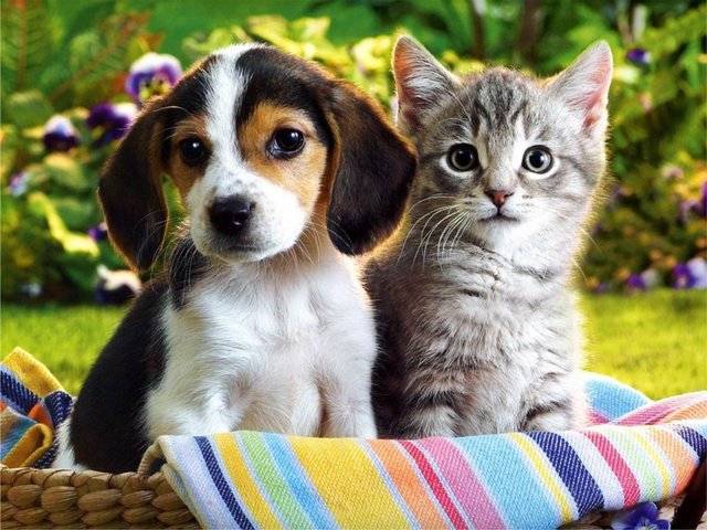 كيف تعرف الحيوانات طريقها دون أن تضيع؟