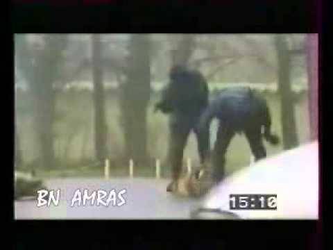 بالفيديو..أقوى المعارك بين أشرس الحيوانات!!