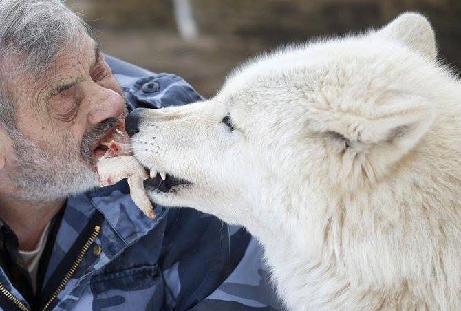 بالصور:“مسن” يعيش مع 70 ذئباً مفترساً منذ 40 سنة !