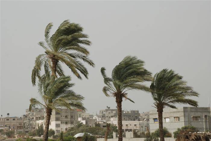 سرعة الرياح تتسبب بأضرار في المزروعات في الزهراني