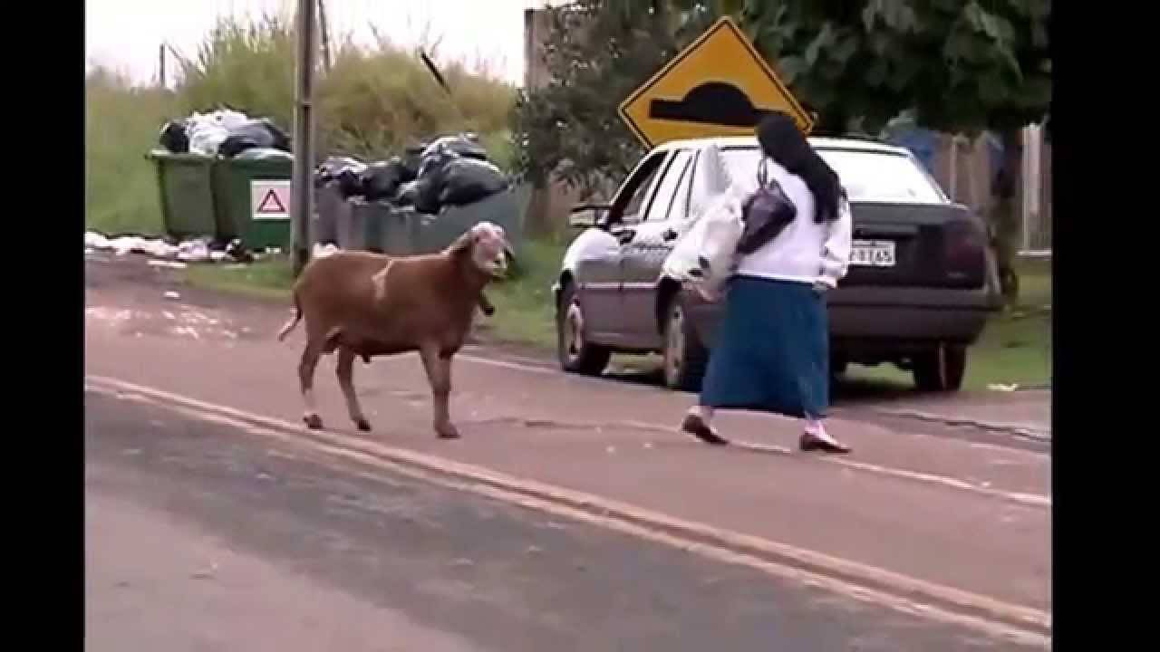 خروف شرس يركض و ...شاهد الفيديو، يمووووت ضحك
