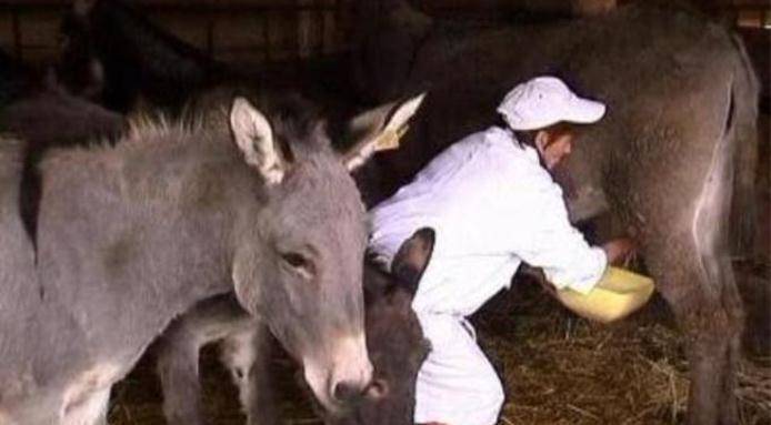 بالفيديو / صدق او لا تصدق .. جبنة الحمير أغلى جبنة في العالم و هذه هي فوائدها
