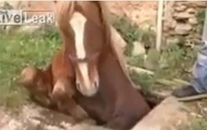 بالفيديو.. لحظة إخراج حصان من بالوعة