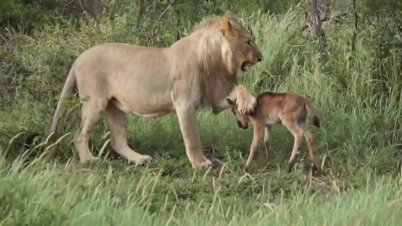 بالفيديو ..اسد يرفض افتراس عجل صغير استغاث به ويحميه من الاسود الاخرى !!!