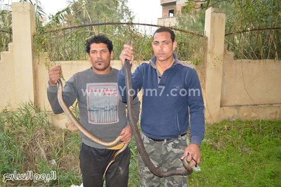 بالصور العثور على ثعابين كوبرا في مستوصف طبي في مصر