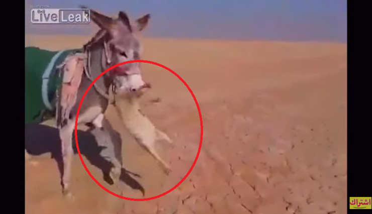 بالفيديو الحمار يغير المعادلة ويفتك بالثعلب
