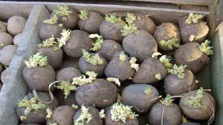 تجنب تناول هذه البطاطس