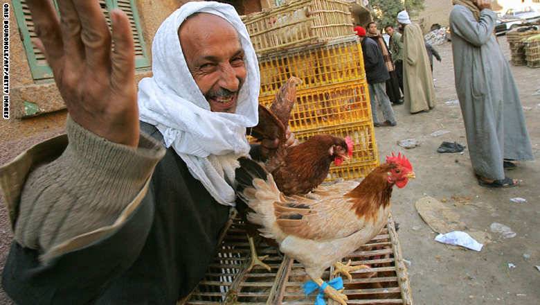 ذعر "أنفلونزا الطيور" يتجدد بمصر والحكومة تعلن رصد 370 "بؤرة إصابة" خلال 2015