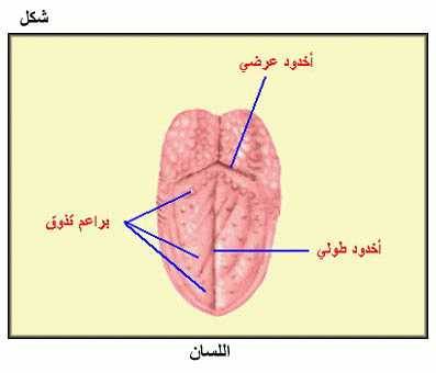اللّسان الجغرافي.. الإلتهاب الحميد للسان