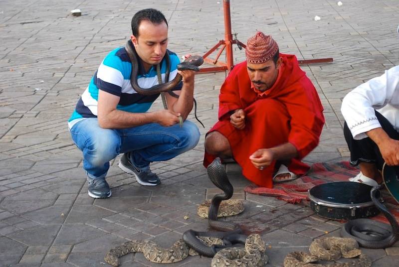بالفيديو مغربي يروض كوبرا فتقتله