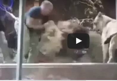 بالفيديو.. أسد يهاجم حارسه ولبؤة تنقذه من بين أنيابه