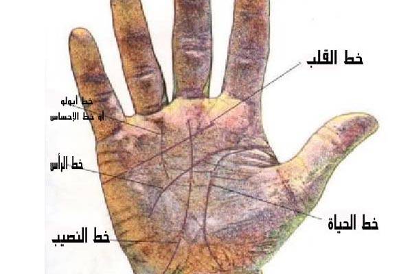 قراءة الكف و تفاصيل عن كيفية قراءة الخطوط