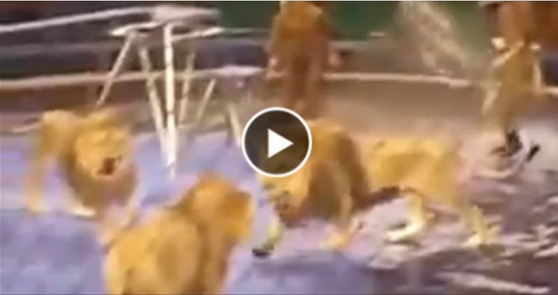 فيديو مروّع ليس للقلوب الضعيفة: شاهد 6 أسود يهاجمون مدربهم ويأكلونه
