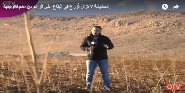 الحشيشة لا تزال تُزرع في البقاع على الرغم من عدم قانونيتها.... شاهد هذا التقرير