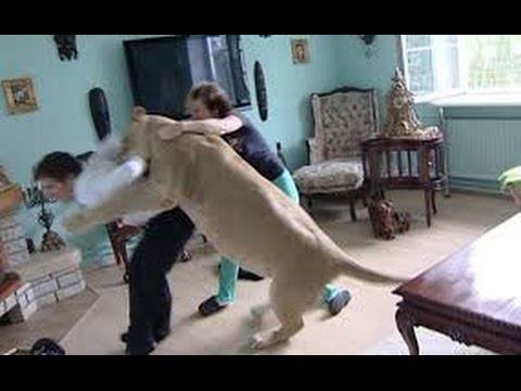 فيديو للقلوب القوية فقط، أخطر عشر هجمات للأسد على البشر ... مرعب !!!