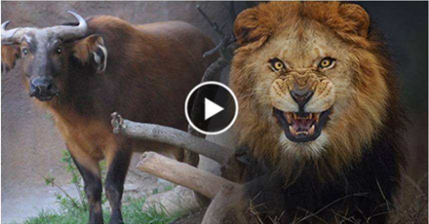 أغبى أسد يواجه ثورًا أكثر غباءً: شاهد ماذا فعل به لكى يفترسه