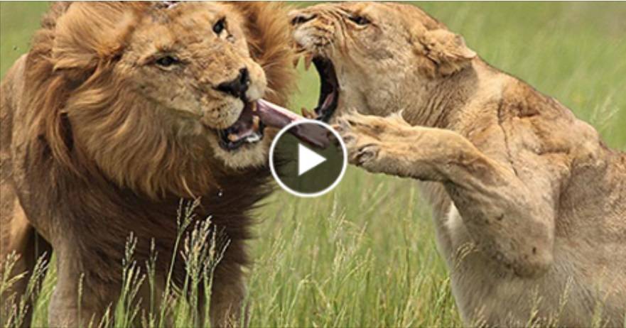 بالفيديو: شاهد لبؤة تهاجم بشراسة أسد مفترس أثناء هجومه على مدربها وأكله حي