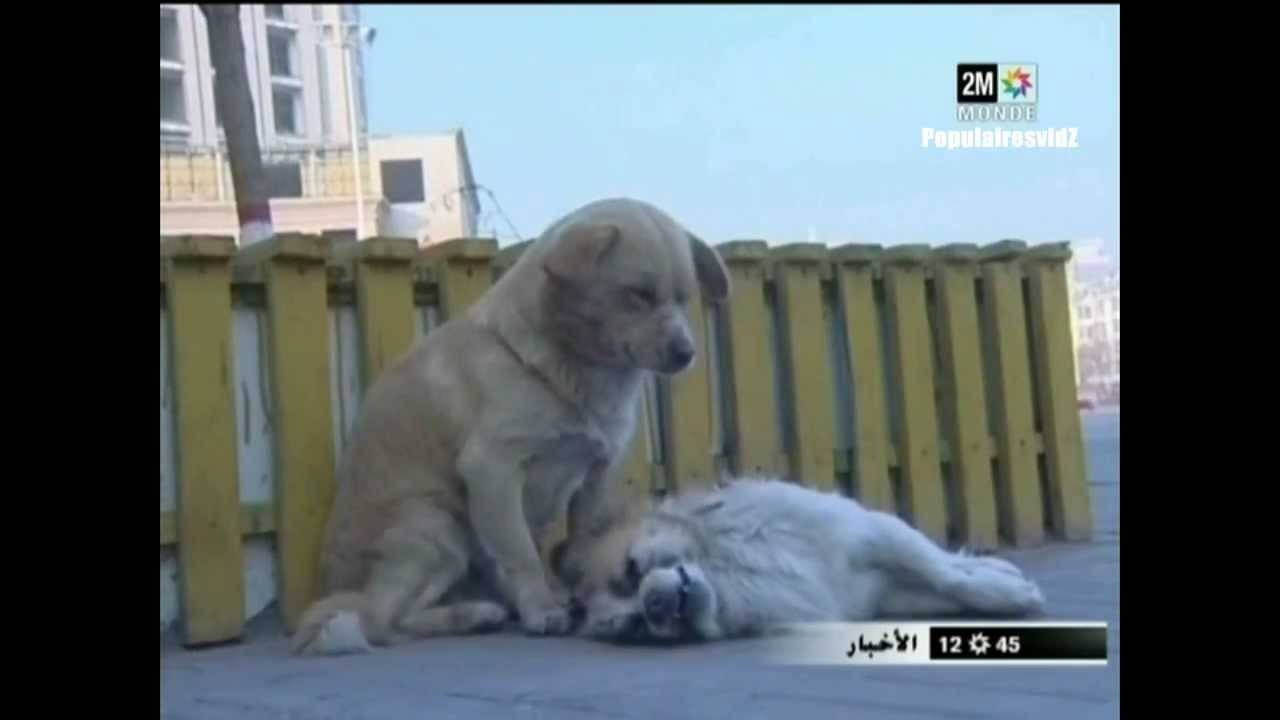 فيديو الكلب الذى حرك مشاعر العالم لوفائه لرفيقته... لن تصدق!