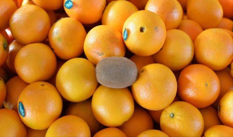 حبّة كيوي واحدة تعادل كيلوغرام من البرتقال!