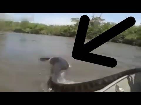 بالفيديو الموقف الاكثر رعبا زوجة وزوجته بوجه اكبر افعى في نهر