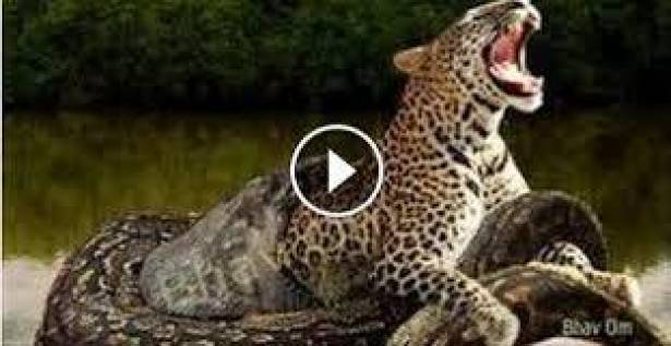فيديو رهيب أفعى ضخمة تبتلع نمر