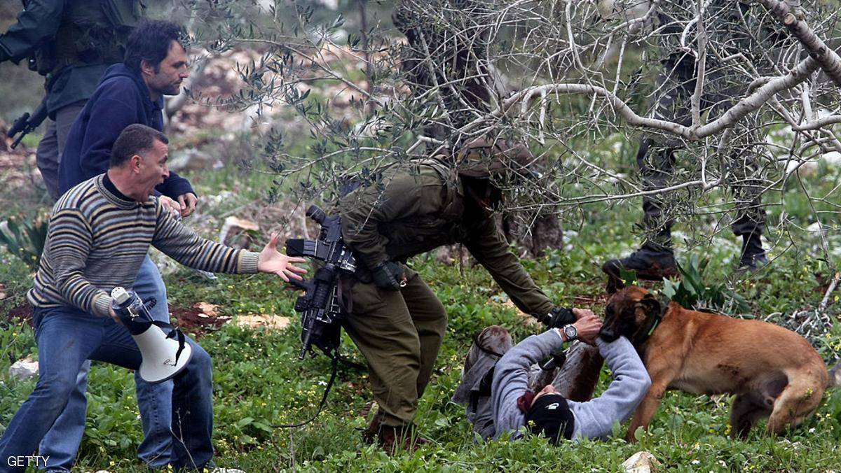 الكلاب الهولندية تنهش أجساد الفلسطينيين