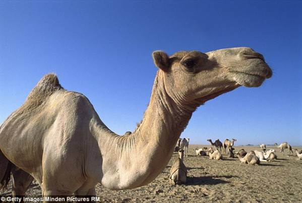 غريب… سعودية طلبت من ابنها أن يطلق زوجته بسبب جمل !!