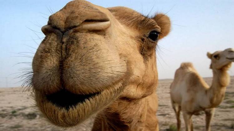 سعودية مهددة بالطلاق لتقبيلها جملا