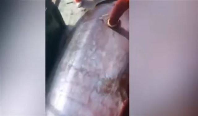 فيديو رهيب: لن تصدقوا ما وجد داخل بطن هذه السمكة!