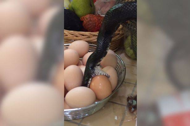 بالفيديو- هذا ما فعلته هذه المرأة بعد أن تسلّل ثعبان مرعب إلى مطبخها!