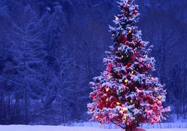 لماذا نضع شجرة العيد في عيد الميلاد؟!