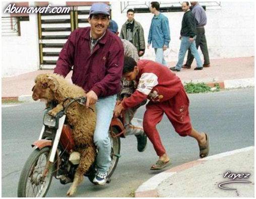 نهفات مضحكه