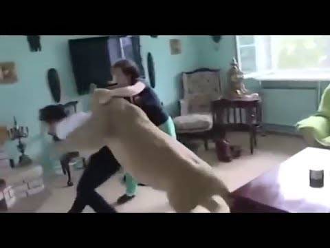بالفيديو: اسد يهجم على رجل في منزله... مؤلم للغاية!