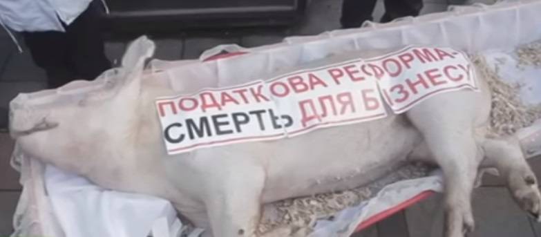 خنزير في تابوت احتجاجا على الميزانية العامة الأوكرانية (فيديو)