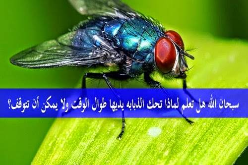 لماذا تحك الذبابة يديها طوال الوقت ولا تتوقف عن ذلك ؟ معلومة سوف تدهشك