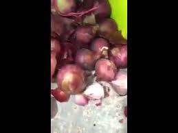 هل تصدق؟؟ تهريب مخدرات في البصل؟؟