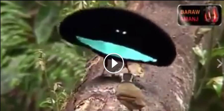 فيديو صادم لطيور لن تصدق انها حقيقية
