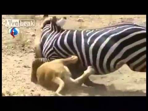 فيديو.. حمار وحشي يصارع أسد وينتصر عليه