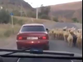 فيديو مضحك : شاهد كيف تسرق المرسيدس الخروف