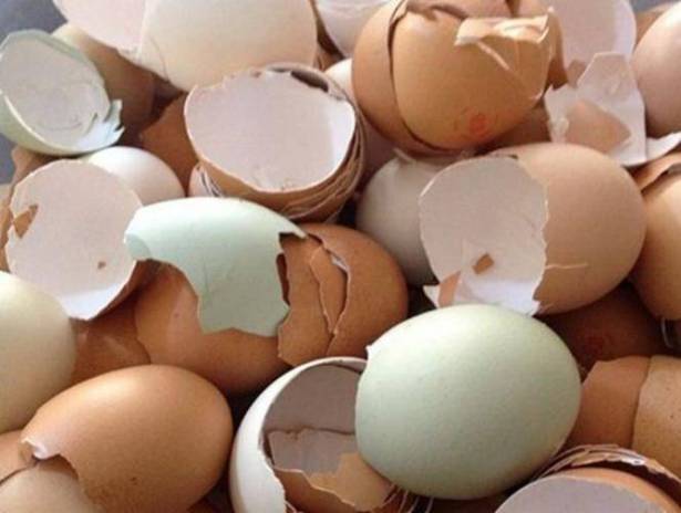 بعد هذا الخبر.. لن ترموا قشر البيض