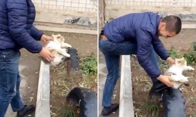 فيديو: رجل يستخدم قطة كفرشاة لتلميع حذائه