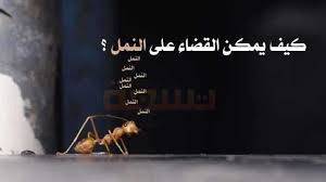 أسهل طريقة لتتخلصى من النمل