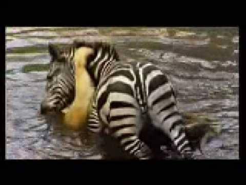بالفيديو والصور- حمار وحشي يغرق أسد في الماء