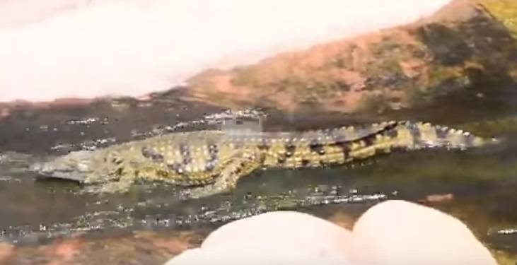 بالفيديو..التماسيح تمارس التزلُّج علي الماء بحديقة حيوان المغرب