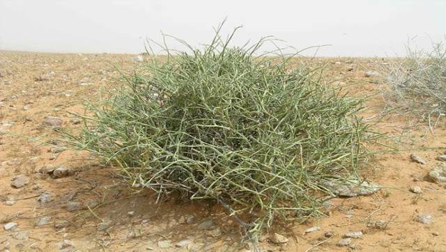 هام جداً "بالفيديو" إكتشاف علاج نهائي للسرطان في 5 أشهر فقط !