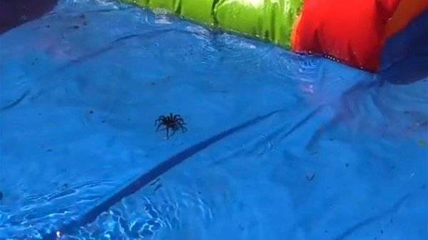 3 أطفال وعنكبوت مميت في حوض سباحة والنتيجة؟